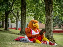 Rocky sitting in grass with tablet