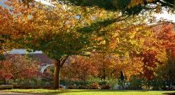 photo of campus fall folliage